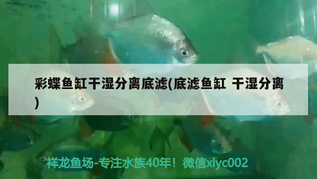 彩蝶魚缸干濕分離底濾(底濾魚缸干濕分離)