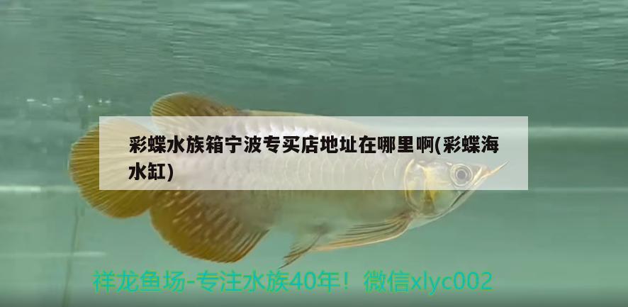 彩蝶水族箱寧波專買店地址在哪里啊(彩蝶海水缸) 魚缸/水族箱