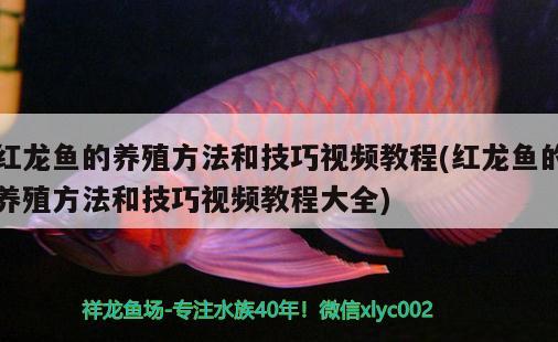 紅龍魚(yú)的養(yǎng)殖方法和技巧視頻教程(紅龍魚(yú)的養(yǎng)殖方法和技巧視頻教程大全)