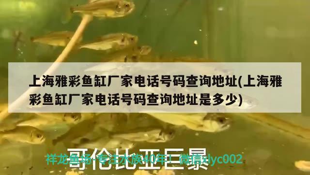 上海雅彩魚(yú)缸廠家電話(huà)號(hào)碼查詢(xún)地址(上海雅彩魚(yú)缸廠家電話(huà)號(hào)碼查詢(xún)地址是多少) 成吉思汗鯊（球鯊）魚(yú)