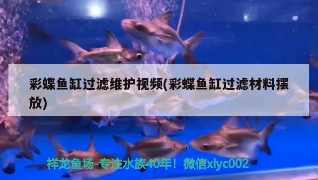 彩蝶魚缸過濾維護(hù)視頻(彩蝶魚缸過濾材料擺放)