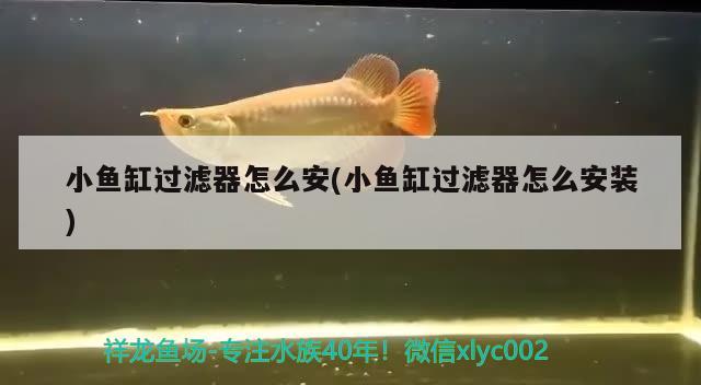 小魚缸過濾器怎么安(小魚缸過濾器怎么安裝) 印尼小紅龍