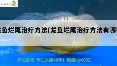 龍魚爛尾治療方法(龍魚爛尾治療方法有哪些) 錦鯉池魚池建設