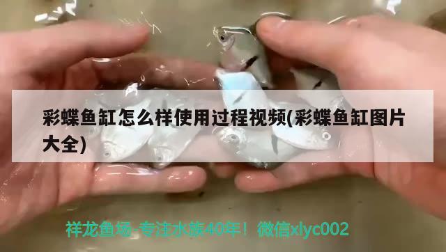 彩蝶魚缸怎么樣使用過程視頻(彩蝶魚缸圖片大全) 過背金龍魚