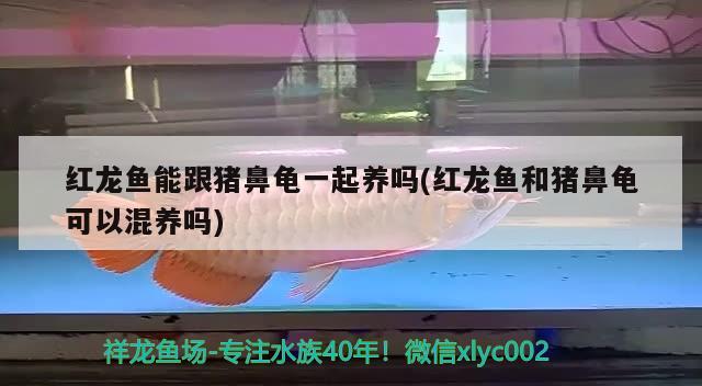 德國錦鯉和日本錦鯉有什么區(qū)別，德國錦鯉的特點是什么呢，與日本錦鯉有啥不同