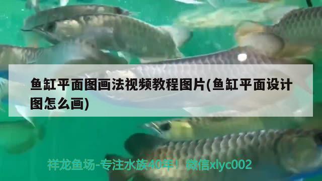 魚缸平面圖畫法視頻教程圖片(魚缸平面設(shè)計(jì)圖怎么畫)