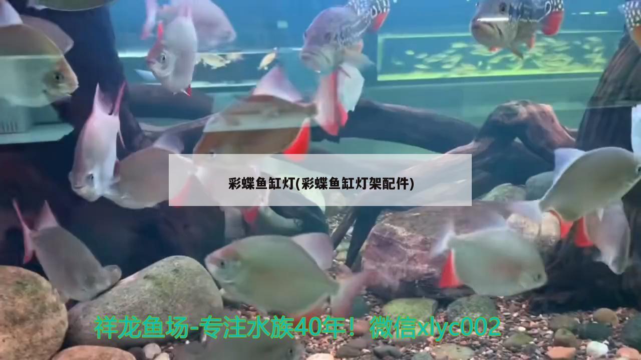 七彩金龍魚能到多長（金龍七彩混養(yǎng)）