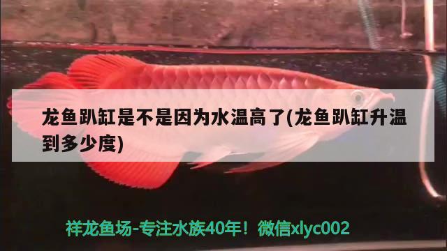 龍魚(yú)趴缸是不是因?yàn)樗疁馗吡?龍魚(yú)趴缸升溫到多少度)