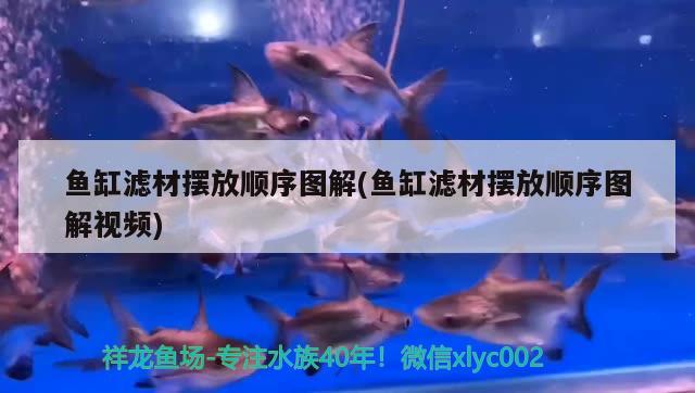 魚缸濾材擺放順序圖解(魚缸濾材擺放順序圖解視頻)