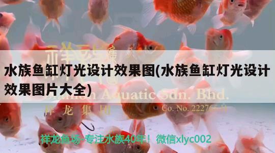 水族魚缸燈光設(shè)計效果圖(水族魚缸燈光設(shè)計效果圖片大全) 虎斑恐龍魚