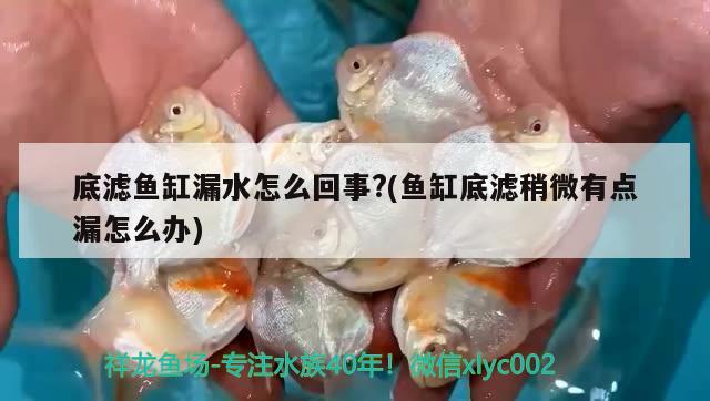 底濾魚(yú)缸漏水怎么回事?(魚(yú)缸底濾稍微有點(diǎn)漏怎么辦)