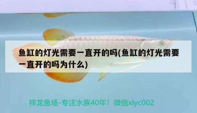 魚缸的燈光需要一直開的嗎(魚缸的燈光需要一直開的嗎為什么)