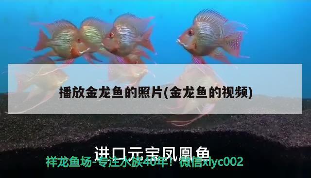 日常隨拍 觀賞魚論壇 第2張