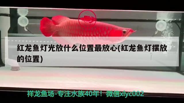 劍尾孔雀魚母魚：雙劍孔雀母魚