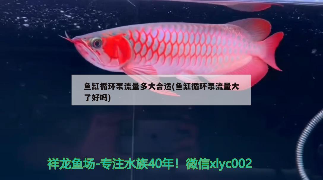 魚缸循環(huán)泵流量多大合適(魚缸循環(huán)泵流量大了好嗎) 熱帶魚魚苗批發(fā)