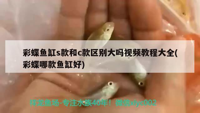 彩蝶魚缸s款和c款區(qū)別大嗎視頻教程大全(彩蝶哪款魚缸好) 龍魚批發(fā)