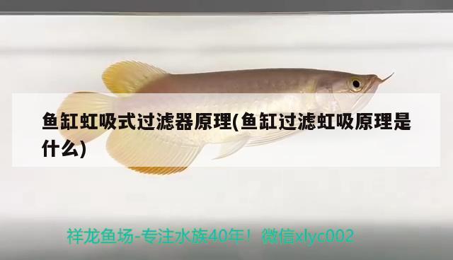 魚缸虹吸式過濾器原理(魚缸過濾虹吸原理是什么) 野彩魚