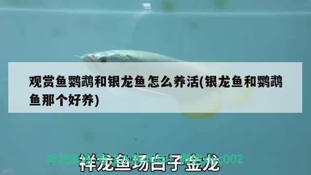 黎城縣東河觀賞魚(yú)店 全國(guó)水族館企業(yè)名錄 第3張