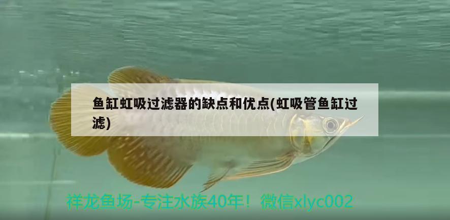 魚缸虹吸過濾器的缺點(diǎn)和優(yōu)點(diǎn)(虹吸管魚缸過濾) 白寫錦鯉魚 第1張