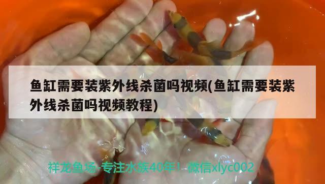 七彩魚缸最佳尺寸是多少(七彩用多大魚缸) 黃金河虎魚