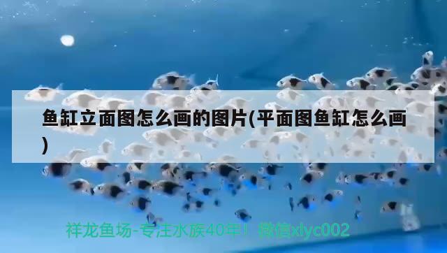 魚缸立面圖怎么畫的圖片(平面圖魚缸怎么畫)