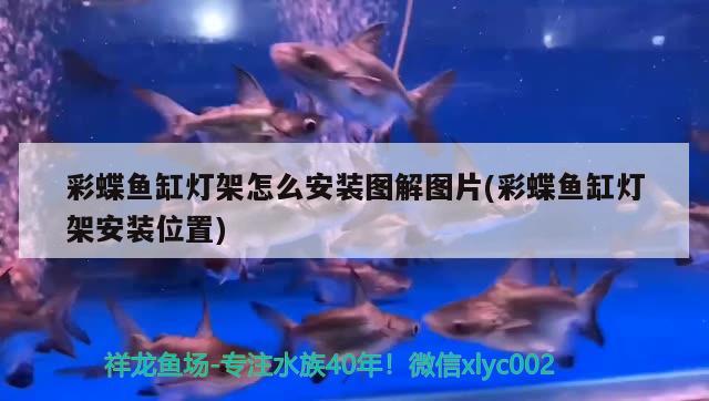 彩蝶魚缸燈架怎么安裝圖解圖片(彩蝶魚缸燈架安裝位置) 印尼四紋虎