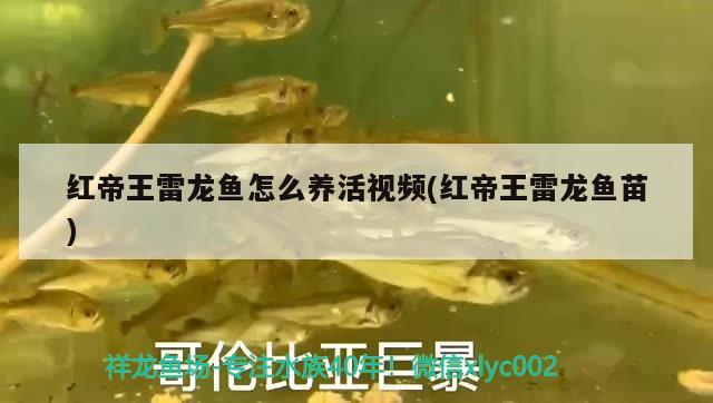 錦鯉暫養(yǎng)沒(méi)過(guò)濾可以嗎，錦鯉魚(yú)池爆氧不開(kāi)過(guò)濾行嗎 觀賞魚(yú) 第2張