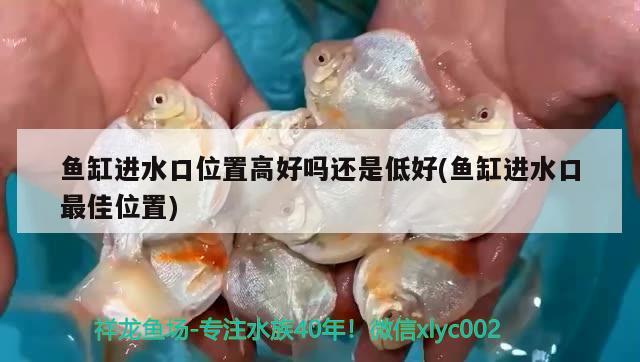 汗鯊和龍魚混養(yǎng)嗎能養(yǎng)嗎(汗鯊可以混養(yǎng)嗎) 綠皮辣椒小紅龍 第3張