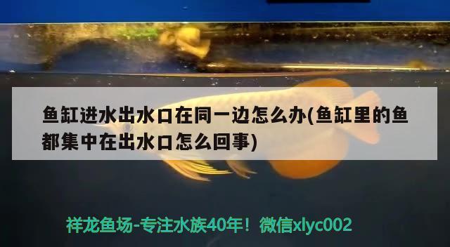 彩蝶魚缸火鳥系列價(jià)格表(彩蝶魚缸火鳥2米最新款)