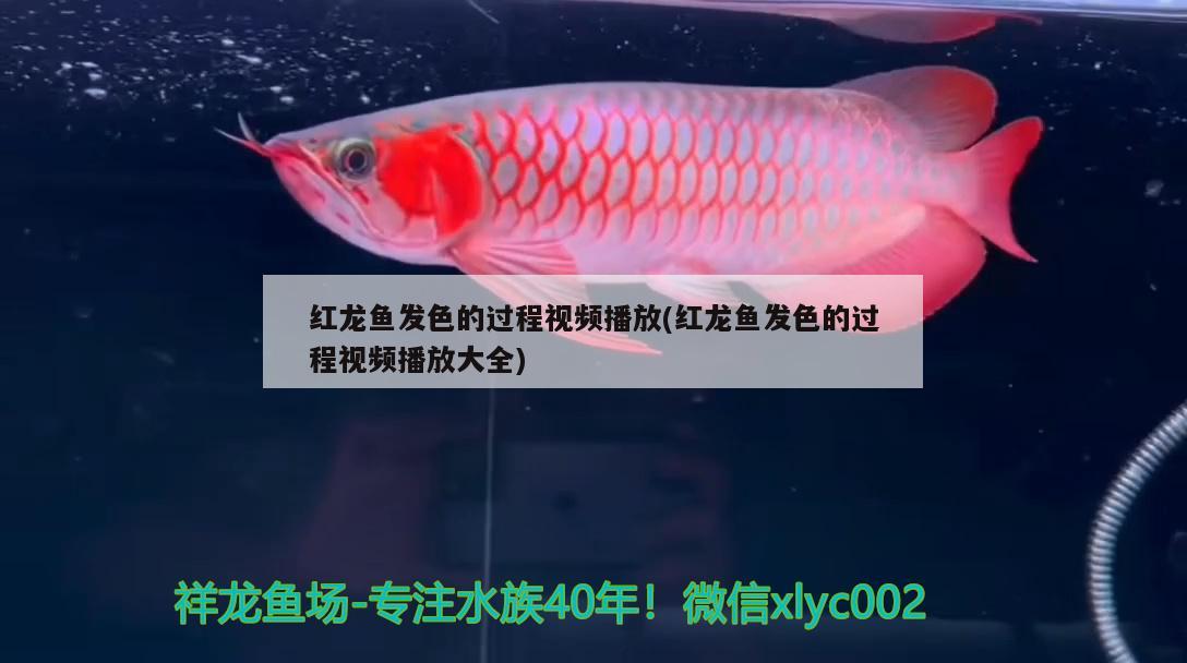 紅龍魚(yú)發(fā)色的過(guò)程視頻播放(紅龍魚(yú)發(fā)色的過(guò)程視頻播放大全) 細(xì)線銀版魚(yú)