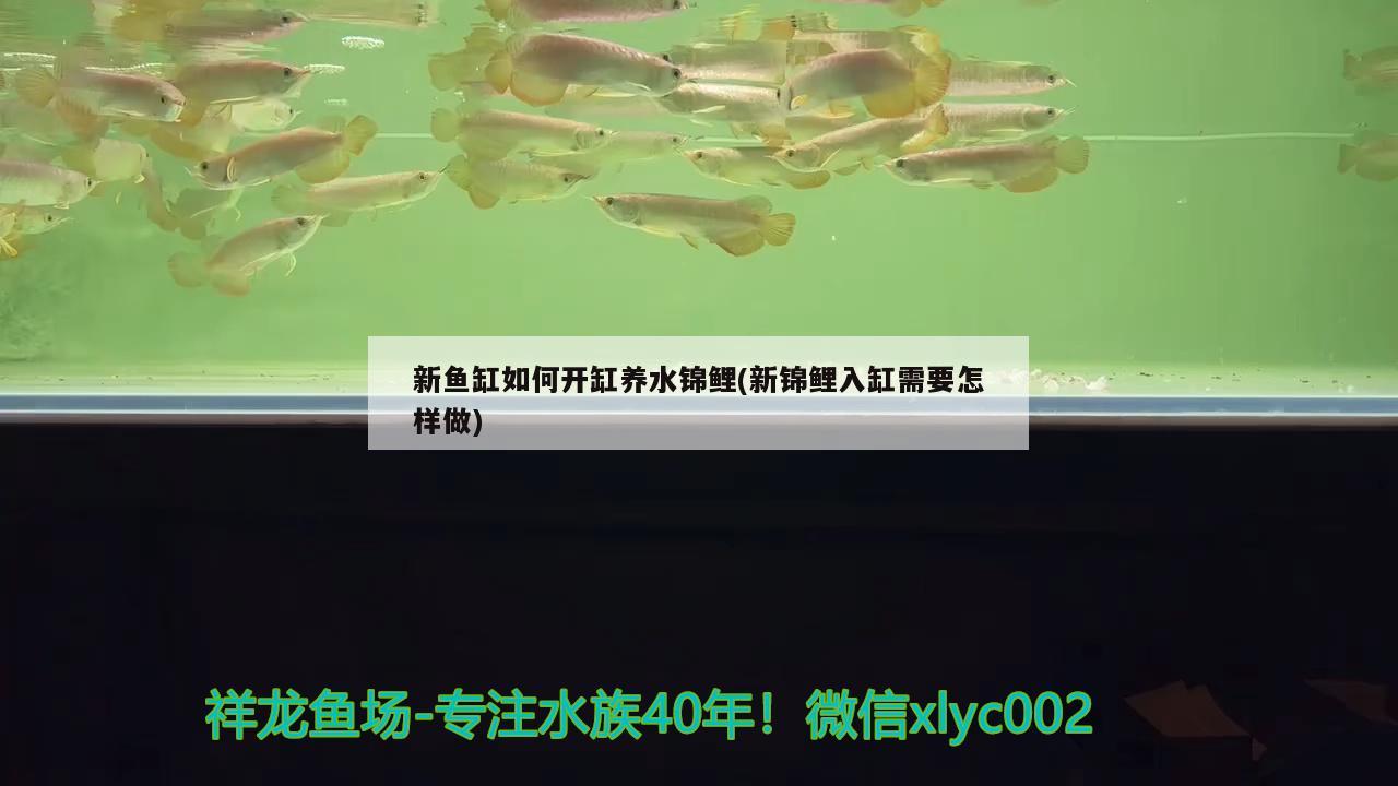 新魚缸如何開缸養(yǎng)水錦鯉(新錦鯉入缸需要怎樣做) 純血皇冠黑白魟魚