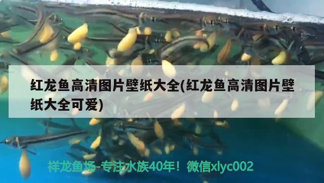 魚缸清理方法（清理魚缸的方法和技巧）