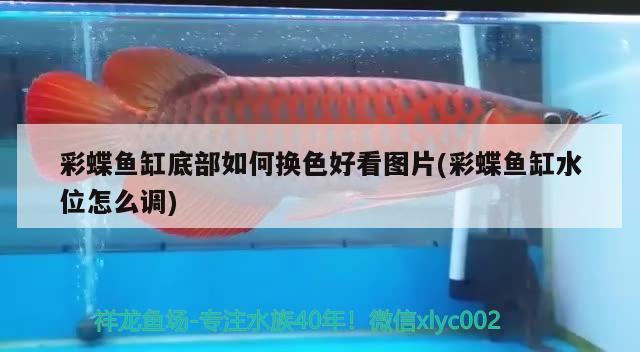 彩蝶魚缸底部如何換色好看圖片(彩蝶魚缸水位怎么調) 過背金龍魚