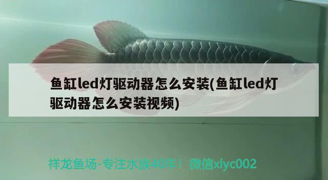 魚缸led燈驅動器怎么安裝(魚缸led燈驅動器怎么安裝視頻) 狗仔（招財貓)魚苗