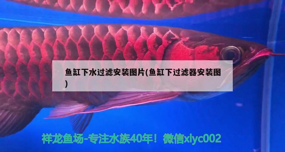 魚缸下水過濾安裝圖片(魚缸下過濾器安裝圖) 金老虎魚