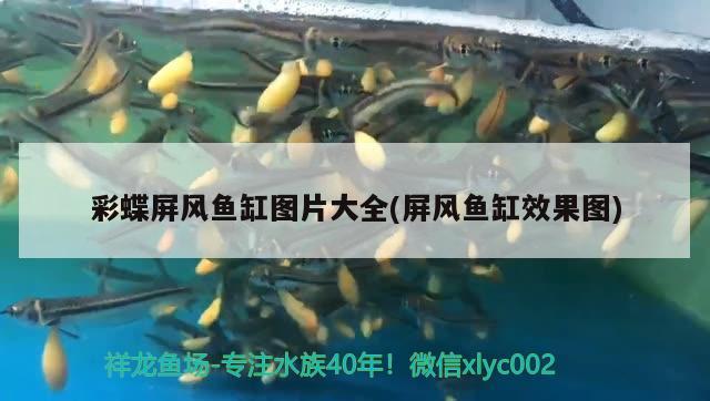 彩蝶屏風(fēng)魚缸圖片大全(屏風(fēng)魚缸效果圖) 斑馬鴨嘴魚 第2張