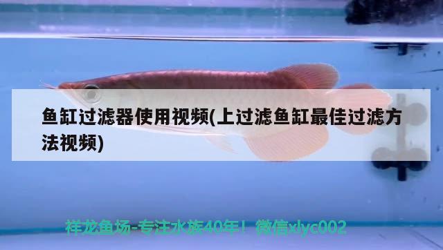 電動擦魚缸神器(電動擦魚缸神器怎么用) 印尼虎苗 第2張