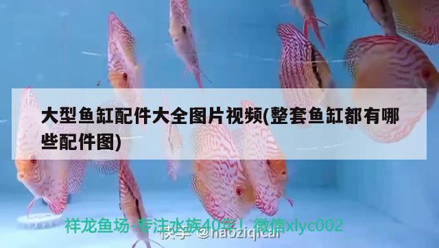 酒泉水族批發(fā)市場(chǎng)都在哪里（酒泉賣魚的地方）