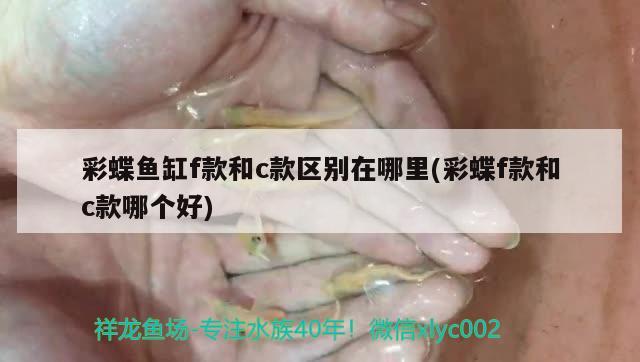 藍(lán)曼龍魚最低溫度不能低于11.5℃，藍(lán)曼龍魚的飼養(yǎng)溫度，曼龍魚冬天多少度能過冬 薩伊藍(lán)魚 第1張