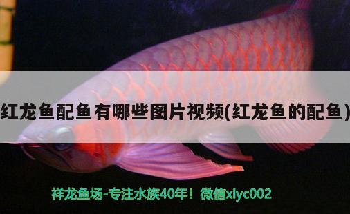 紅龍魚配魚有哪些圖片視頻(紅龍魚的配魚) 魚缸風水