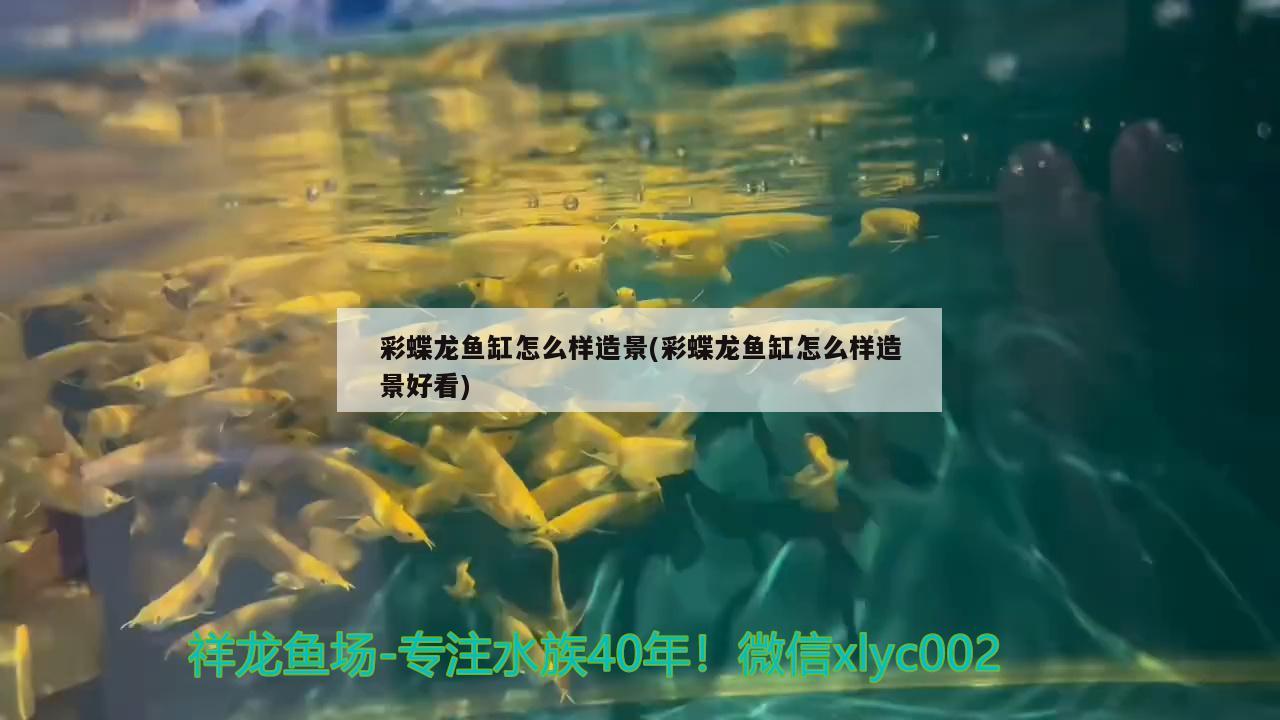 彩蝶龍魚缸怎么樣造景(彩蝶龍魚缸怎么樣造景好看)