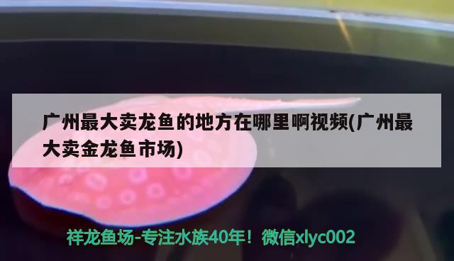 廣州最大賣龍魚的地方在哪里啊視頻(廣州最大賣金龍魚市場) 帝王血鉆