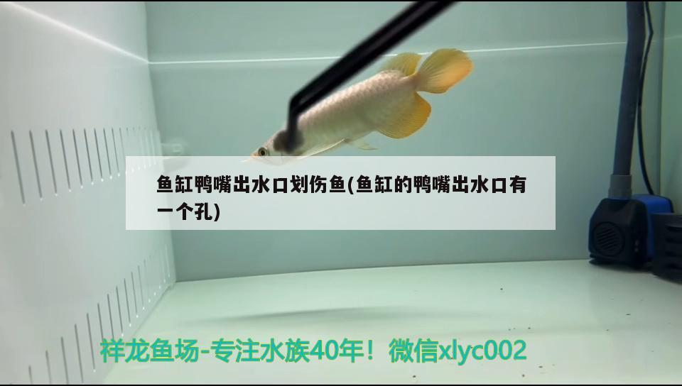 魚缸鴨嘴出水口劃傷魚(魚缸的鴨嘴出水口有一個孔) 恐龍王魚