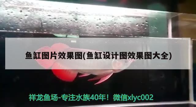 10天不吃魚蝦只吃飼料有沒有問題？？ 觀賞魚飼料 第2張