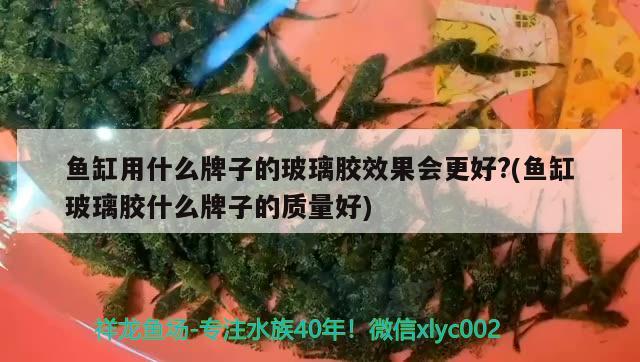 龍魚一頓喂多少飼料（龍魚喂食量與喂食頻率） 觀賞魚飼料 第3張