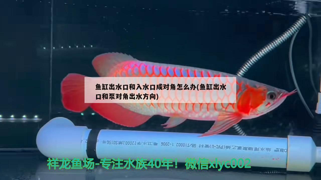 魚缸出水口和入水口成對角怎么辦(魚缸出水口和泵對角出水方向)