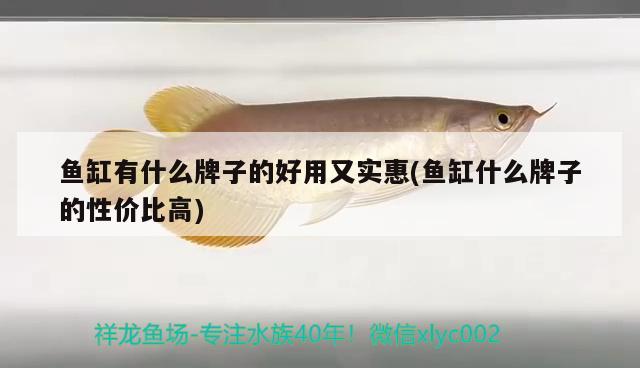 魚缸有什么牌子的好用又實(shí)惠(魚缸什么牌子的性價(jià)比高)