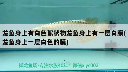 龍魚(yú)身上有白色絮狀物龍魚(yú)身上有一層白膜(龍魚(yú)身上一層白色的膜) 紅頭利魚(yú)