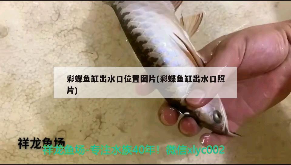 彩蝶魚缸出水口位置圖片(彩蝶魚缸出水口照片) 元寶鳳凰魚專用魚糧