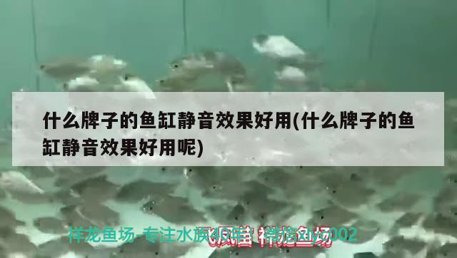 什么牌子的魚缸靜音效果好用(什么牌子的魚缸靜音效果好用呢)